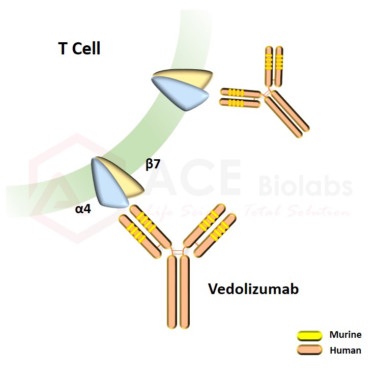 anti-LPAM-1 (α4β7 integrin) (Vedolizumab)