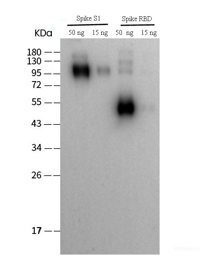 Anti-S (SARS-CoV-2) Rabbit polyclonal antibody