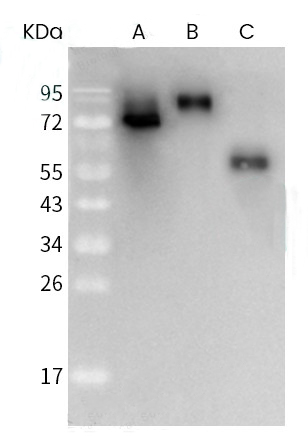 Anti-S (SARS-CoV) Rabbit polyclonal antibody