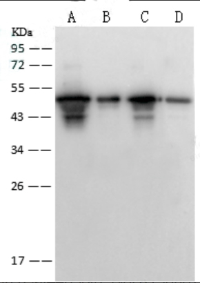 Anti-NP (SARS-CoV) Rabbit polyclonal antibody
