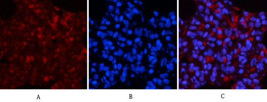 Phospho NFκB/p-NFκB p65 (Ser536) Polyclonal Antibody