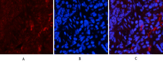 Phospho NFκB/p-NFκB p65 (Ser536) Polyclonal Antibody