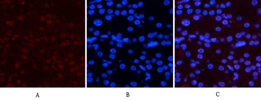 Phospho NFκB/p-NFκB p65 (Ser536) Polyclonal Antibody