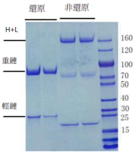Human Anti-S (SARS-COV-2) IgM antibody (standard for immunoassay)