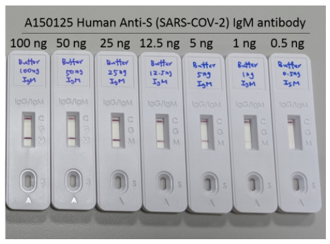 Human Anti-S (SARS-COV-2) IgM antibody (standard for immunoassay)