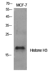 Histone H3 Polyclonal Antibody