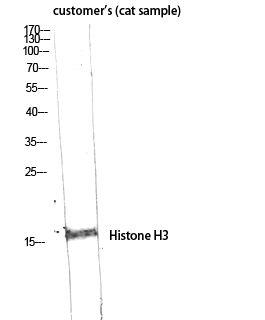 Histone H3 Polyclonal Antibody
