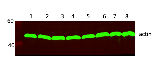 β-actin Monoclonal Antibody(5B7)