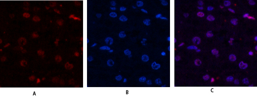 Histone H4 Polyclonal Antibody