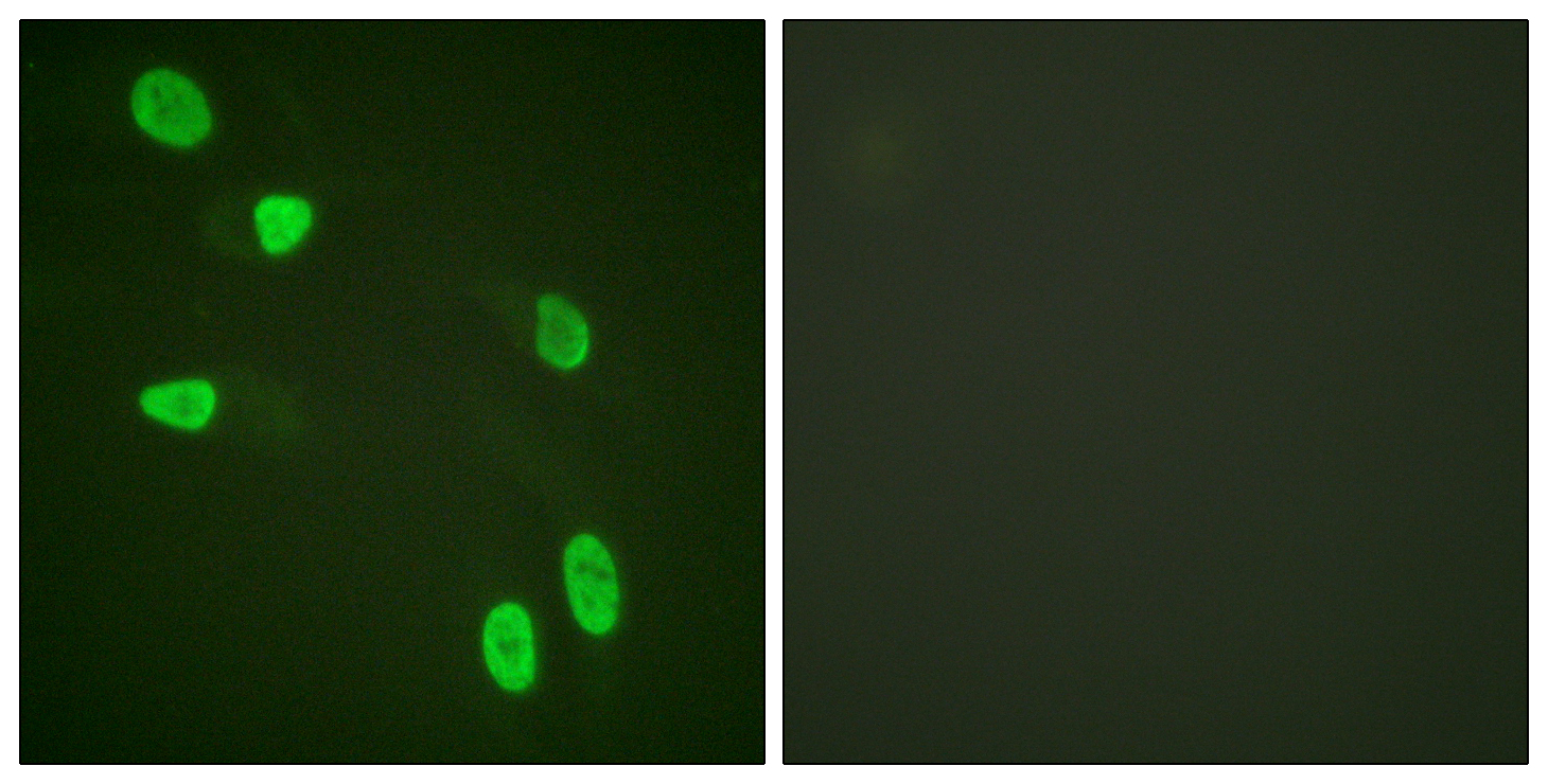 Histone H4 Polyclonal Antibody