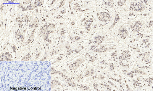 Histone H4 Polyclonal Antibody