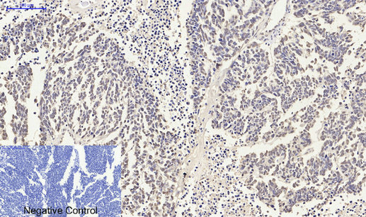 Histone H4 Polyclonal Antibody