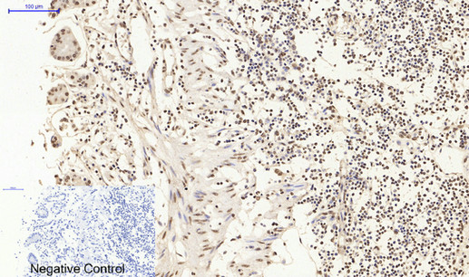 Histone H4 Polyclonal Antibody