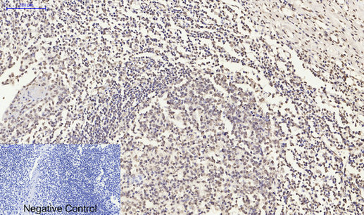 Histone H4 Polyclonal Antibody