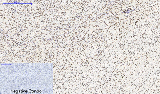 Histone H4 Polyclonal Antibody