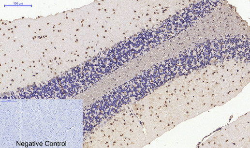 Histone H4 Polyclonal Antibody