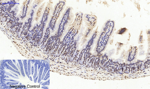 Histone H4 Polyclonal Antibody