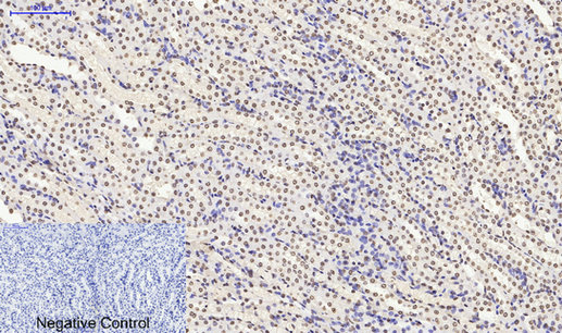 Histone H4 Polyclonal Antibody