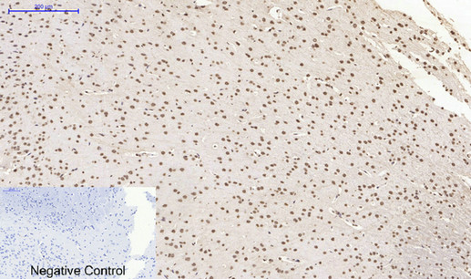 Histone H4 Polyclonal Antibody