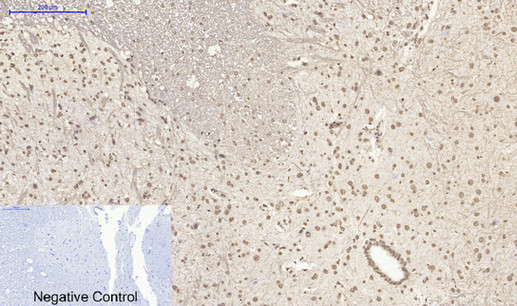 Histone H4 Polyclonal Antibody