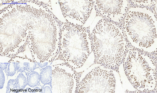 Histone H4 Polyclonal Antibody