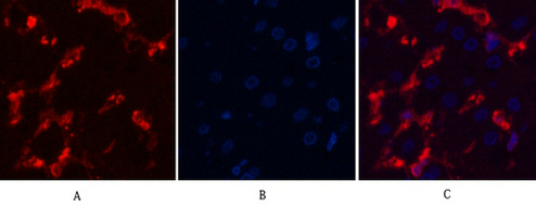 α-SMA Monoclonal Antibody(6A12)