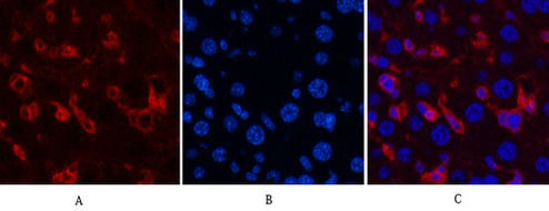 α-SMA Monoclonal Antibody(6A12)