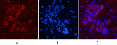 α-SMA Monoclonal Antibody(6A12)