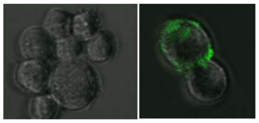 SARS-COV-2 Spike Monoclonal Antibody