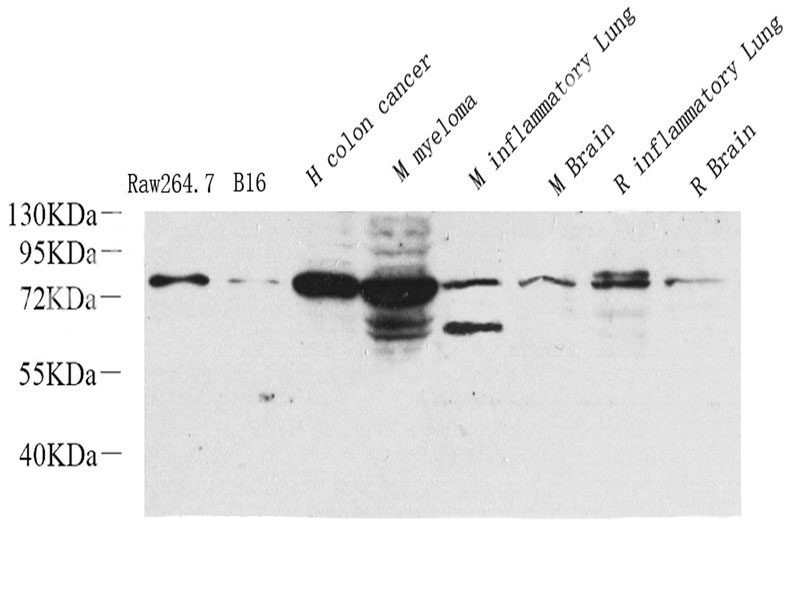 COX2/PTGS2 Polyclonal Antibody