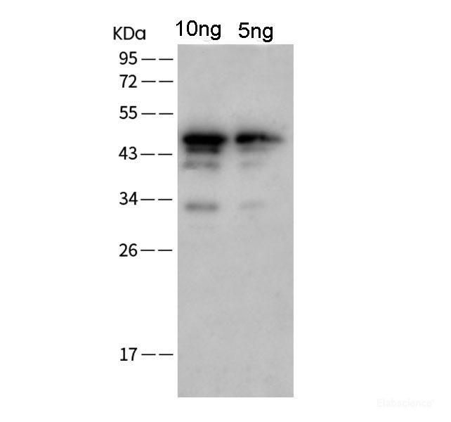 Anti-SARS-CoV-2 NP Polyclonal Antibody
