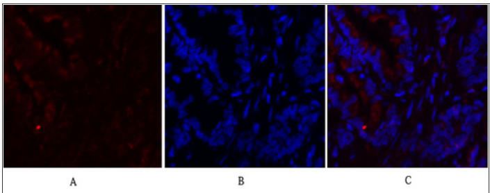 c-Fos Polyclonal Antibody