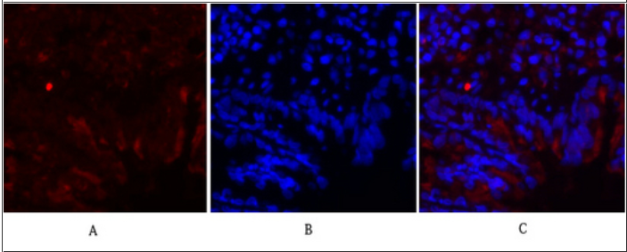 c-Fos Polyclonal Antibody