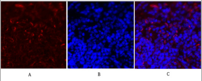 c-Fos Polyclonal Antibody