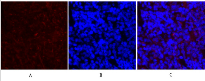 c-Fos Polyclonal Antibody