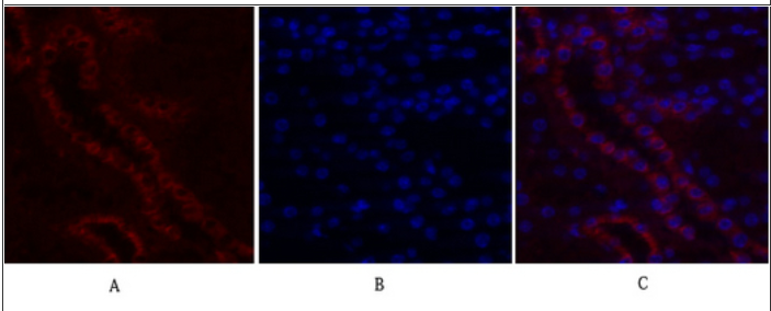 c-Fos Polyclonal Antibody