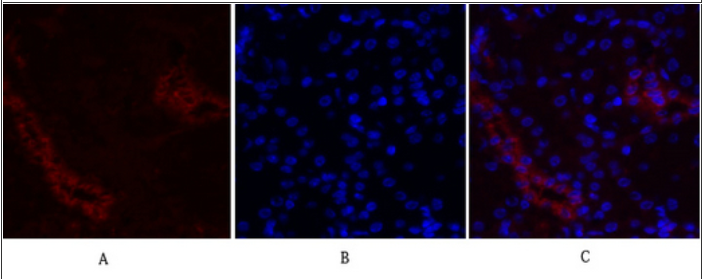 c-Fos Polyclonal Antibody