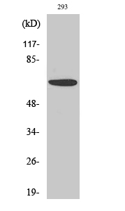 PAK1 Polyclonal Antibody