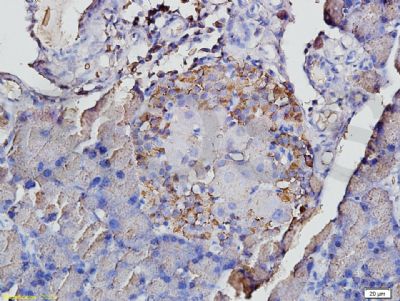 Rabbit Anti-Proinsulin antibody