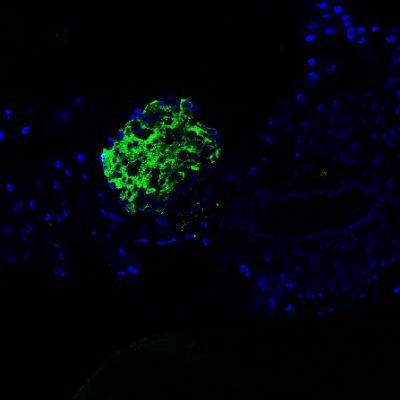 Rabbit Anti-Proinsulin antibody