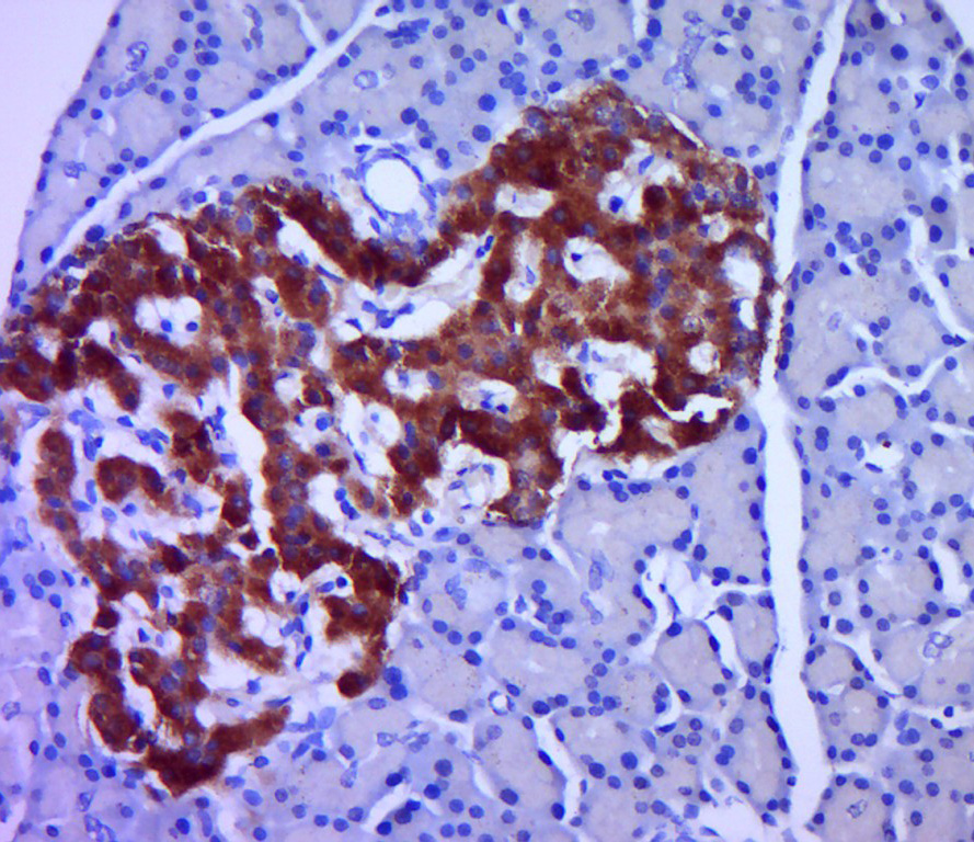 Rabbit Anti-Proinsulin antibody