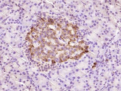 Rabbit Anti-Proinsulin antibody