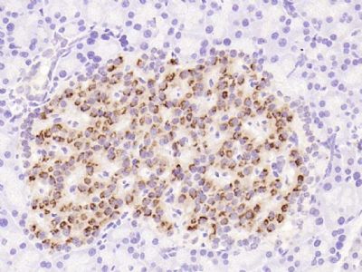 Rabbit Anti-Proinsulin antibody