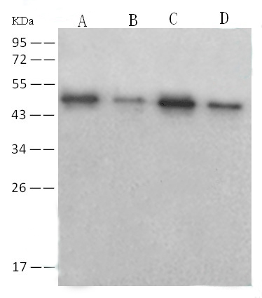 Anti-NP (SARS-CoV) Mouse monoclonal antibody