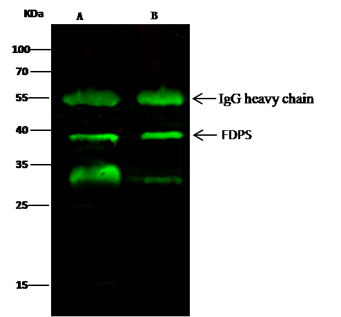 Farnesyl polyclonal antibody, FDPS