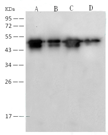 Anti-NP (SARS-CoV) Rabbit monoclonal antibody