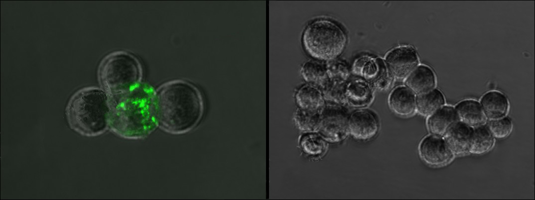 Anti-S (SARS-CoV-2) Rabbit monoclonal antibody