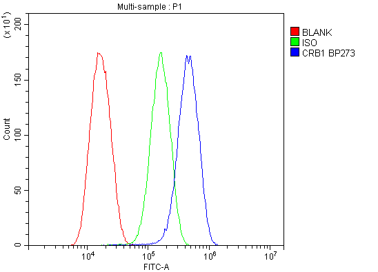 CRB1 Polyclonal Antibody