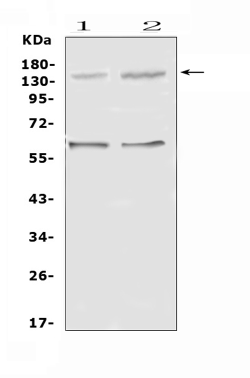 CRB1 Polyclonal Antibody