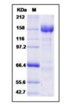 MERS-CoV Spike Protein (S1+S2 ECD, aa 1- 1297, His Tag)